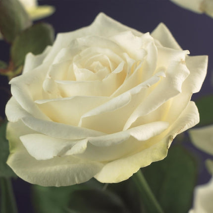 Kletterrose – Rosa White Climber – Blüte Weiß – 2 Pflanzen – Wenig Pflege – 11cm – Höhe ca. 40cm