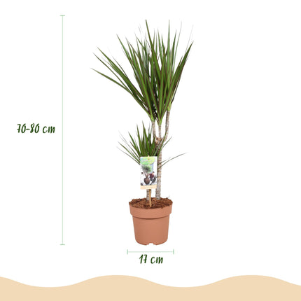 Dracaena Marginata – Drachenbaum – 17cm – Höhe 70-80cm – Pflegeleichte grüne Zimmerpflanze mit elegantem Blattwerk für Wohn – und Arbeitsräume