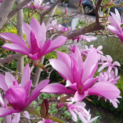 Magnolia Susan – 12cm – Höhe ca. 30cm – Laubabwerfende Magnolie mit tief lilafarbenen duftenden Frühjahrsblüten