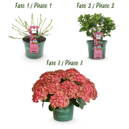Hydrangea macrophylla Magical Green Fire – Gartenhortensie Rosa-Grün – 2 Pflanzen 23 cm – Höhe 55 cm – 6-10 Blüten – Balkonpflanze – Farbwechselnde Blüten – Pflegeleicht