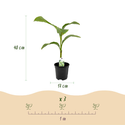 Bananenpflanze Musa Basjoo – 4 Pflanzen – Winterhart – Obstpflanze – Ø17cm Höhe ca. 40cm – Exotisches Flair für Garten, Terrasse & Balkon
