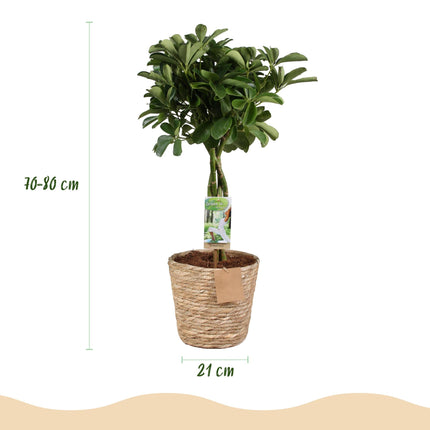 Schefflera Nora – 70-80cm – 21cm inkl. Naturkorb – Pflegeleichter Fingerbaum – Glänzende Grünpflanze für Wohnzimmer, Büro & Schlafzimmer