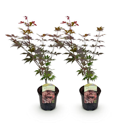 Japanischer Ahorn – Acer palmatum 'Atropurpureum' – 2 Pflanzen – ca. 70 cm hoch – Ø19 cm – tief lila Blätter – Balkon- & Gartenpflanze