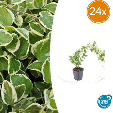 Vinca major 'Variegata' – immergrüner Bodendecker – 24 Pflanzen – weiß-grün panaschiertes Laub – violette Blüten – winterhart & pflegeleicht