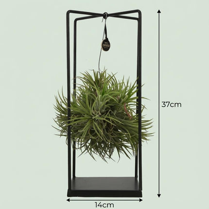 Luftpflanze Tillandsia im Dekor Ø14cm Höhe37cm – Erdefreie Air Plant in dekorativer Schale – Modernes Pflanzen – Dekoobjekt für Wohnraum & Büro