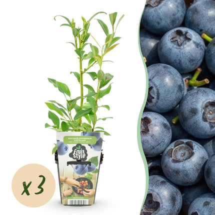Blaubeere Vaccinium corymbosum Northland winterhart 3 Pflanzen Ø9cm Höhe30cm – Aromatische Blaubeere für Garten Balkon & Terrasse