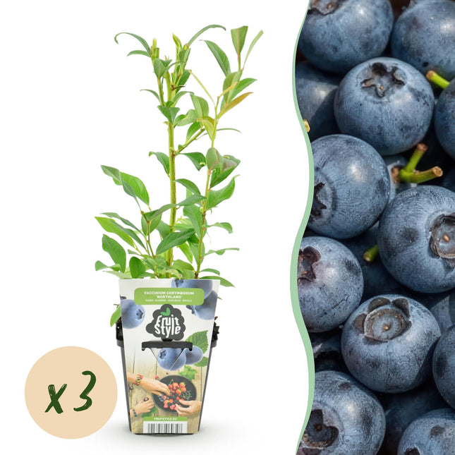 Blaubeere Vaccinium corymbosum Northland winterhart 3 Pflanzen Ø9cm Höhe30cm – Aromatische Blaubeere für Garten Balkon & Terrasse