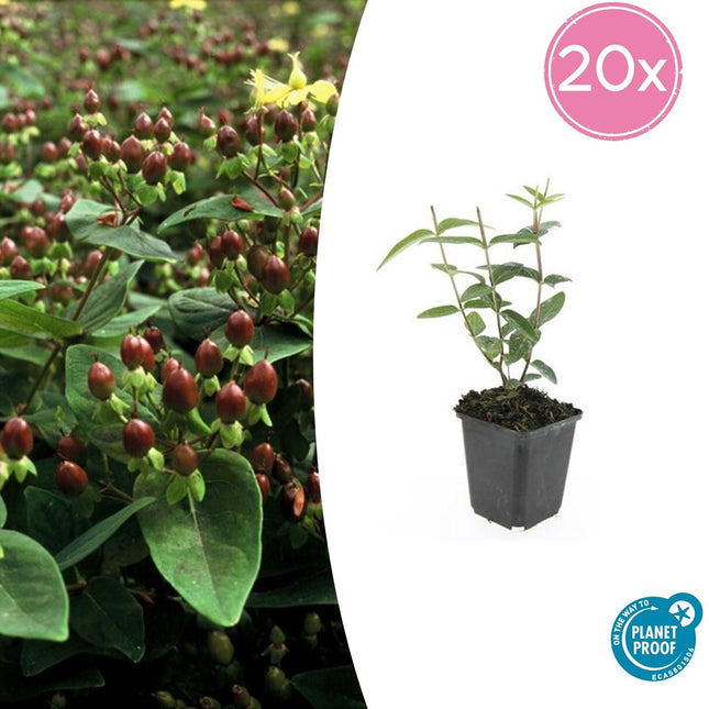 Johanniskraut Hypericum inodorum 'Rheingold' – ↕10-25cm – Ø9cm – 20 Pflanzen – Bodendecker, Goldgelbes Laub, Gelbe Blüten, Sonnig bis Halbschattig, Pflegeleicht