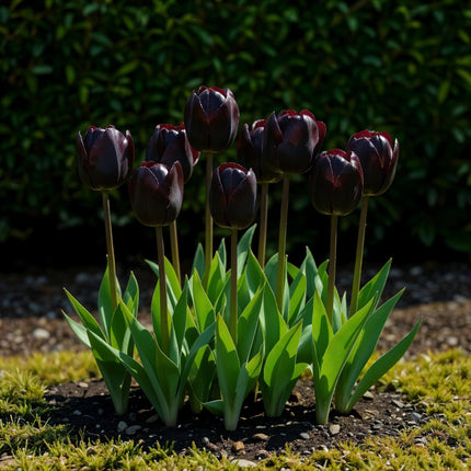 Blumenzwiebeln Tulipa Triumph Black – Dunkel Lila – 15 Stück – Zwiebelgröße 11/12 – Edle Triumph-Tulpen für Garten, Balkon & Terrasse – Frühjahrsblüher