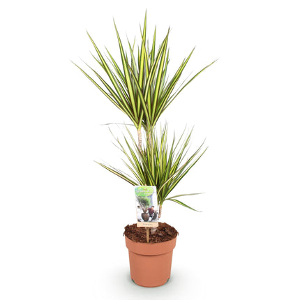 Dracaena Sunray – Drachenblutbaum – 17cm – Höhe 70-75cm – Pflegeleichte Zimmerpflanze in Grün und Gelb für moderne Wohn – und Arbeitsräume