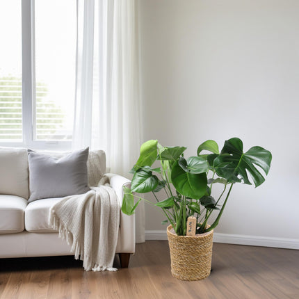 Monstera In Natural Basket – Ø21cm – ↕60cm – Pflegeleichte Zimmerpflanze mit charakteristischem Fensterblatt – Im natürlichen Flechtkorb – Luftreinigend & dekorativ – Für Wohnzimmer & Büro