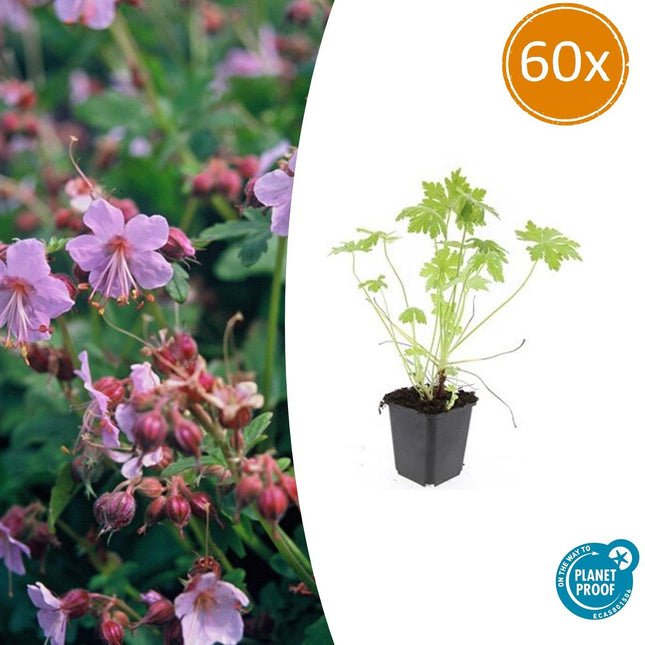 Balkan-Storchschnabel – Geranium macrorrhizum – Ø9cm – 10-25 cm – 60 Pflanzen – winterhart, pflegeleicht, Bodendecker
