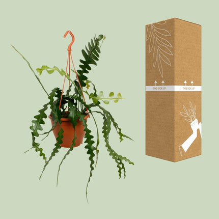 Fischgrätenkaktus – Epiphyllum anguliger – Zimmerpflanze - 35 cm – Ø17 cm – Hängepflanze mit gezackten Blättern – Exotisch & pflegeleicht