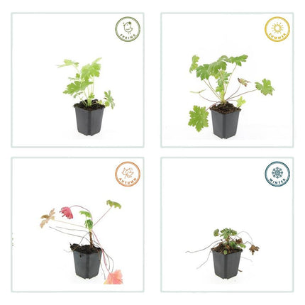 Balkan-Storchschnabel – Geranium macr. 'Ingwersen's Var.' – Ø9 cm – ↕10-25 cm – 12 Pflanzen – pflegeleichter Bodendecker, zartrosafarbene Blüten, winterhart