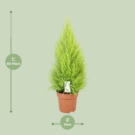 Cupressus Goldcrest 'Wilma' – Zeder – Zimmer- & Gartenpflanze – Ø21 cm Topf – Ca. 90 cm hoch – Pflegeleichte Immergrüne mit zitronigem Duft – Für Innen & geschützten Außenbereich
