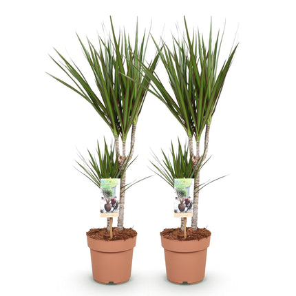 Dracaena Marginata – 2 elegante Drachenblutbäume – 70-80cm – 17cm – Pflegeleichte Zimmerpflanzen – & Arbeitsräume
