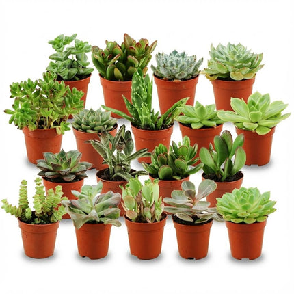 Mini Sukkulenten Mix – 18 Pflanzen – Ø5,5cm – Höhe 5-10cm – Pflegeleichte Zimmerpflanzen – Kleine Sukkulenten für Schalen Fensterbank & Deko