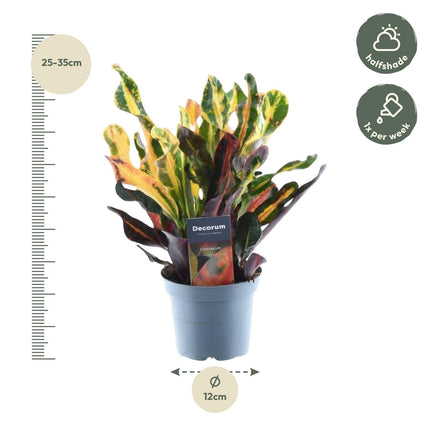 Wunderstrauch – Codiaeum variegatum 'Mammi' – Zimmerpflanze – ca. 30cm hoch – Ø12cm – Farbiges Laub – Pflegeleicht