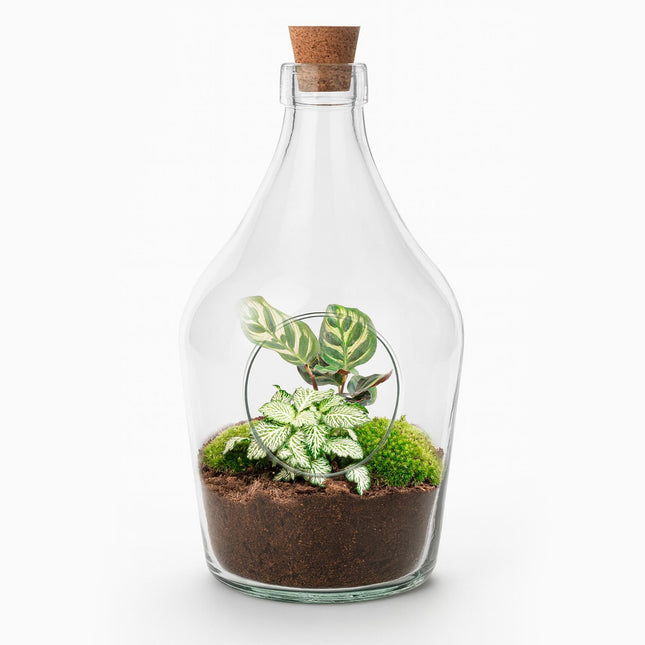 Flaschengarten Joss – Calathea Makoyana & Fittonia White Tiger – Offenes Terrarium 30cm – Handgefertigtes Pflanzenarrangement im Glas