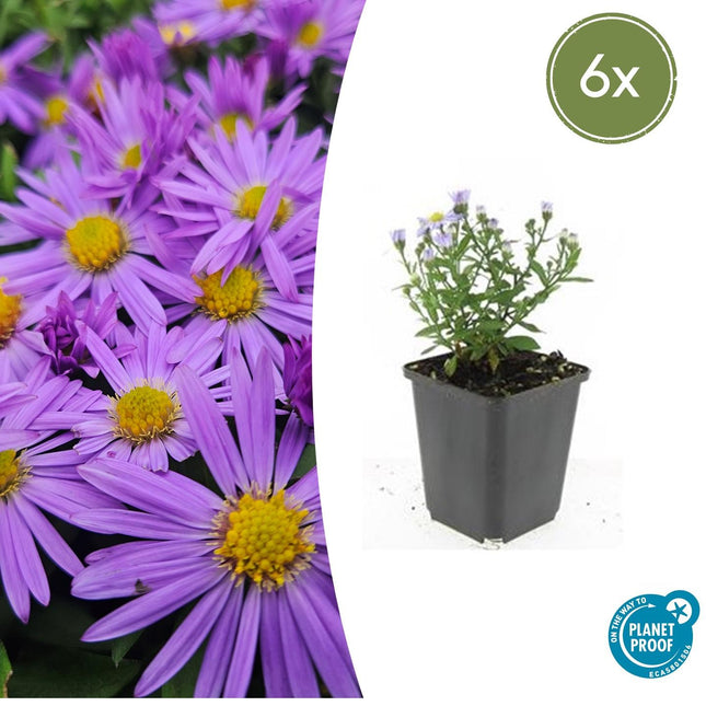 Kissen – Aster (D) 'Prof. Anton Kippenberg' – ↕10-25cm – Ø9cm – 6 Pflanzen – Lila Herbstblüte – Pflegeleicht – Beete & Töpfe