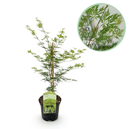 Japanischer Ahorn – Acer palmatum 'Emerald Lace' – Balkonpflanze – ca. 70cm hoch – Topf Ø19cm – feingeschnittenes grünes Laub, herbstliche Gold