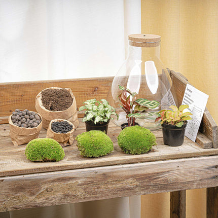 Flaschengarten Sam Calathea mit LED – DIY Bausatz Terrarium – ↕30cm – Do-It-Yourself Pflanzen-Set – Autarkes Mini-Ökosystem – Inkl. Calathea, Fittonia & Moos – Für Zuhause & Büro