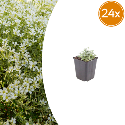 Filziges Hornkraut Cerastium tomentosum – 24 Pflanzen – Teppichbildende Staude für sonnige Standorte – Bodendecker für Steingarten & Beet – 10-25cm