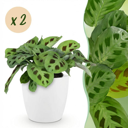 Maranta Fascinator Kerchoveana Zebrapflanze Pflanze 2er Set mit weißem Topf Ø12cm Höhe 25cm Haustierfreundliche pflegeleicht Grünpflanze für