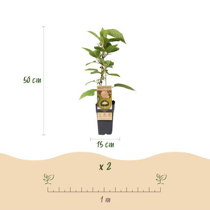 Kiwi Pflanze Actinidia deliciosa 'Jenny' – 2er – Set – Obstpflanze 15cm – ca. 50cm hoch – Selbstfruchtend – Für Garten & Balkon