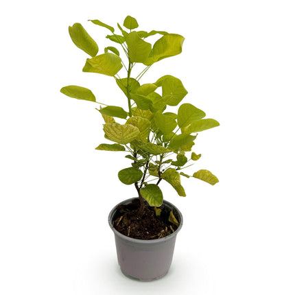 Cotinus coggygria Golden Spirit – Gelbes Laub – 12cm – Höhe ca. 35cm – Laubfallender Perückenstrauch mit gelbem Sommerlaub & orange – Pflegeleicht