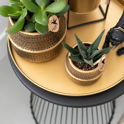 Dekoratives Tablett – Rundes goldenes Tablett Ø30cm – Metalltablett im luxuriösen Design – Vielseitiges Deko-Accessoire für Pflanzen, Kerzen & Wohndeko – Stilvolle Ablage für Wohnzimmer, Esstisch & Anrichte