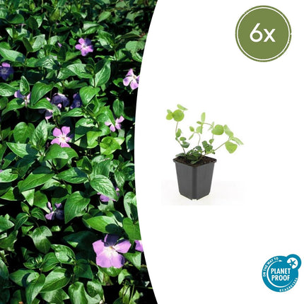 Großes Immergrün Vinca major – ↕10-25cm – Ø9cm – 6 Pflanzen – Immergrüner Bodendecker mit violett – blauen Blüten