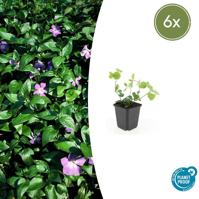 Großes Immergrün Vinca major – ↕10-25cm – Ø9cm – 6 Pflanzen – Immergrüner Bodendecker mit violett – blauen Blüten