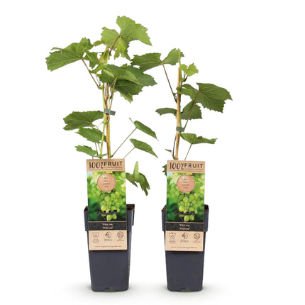 Weinrebe – Weiße Traube – Vitis vinifera Himrod – Obstpflanze – Kernlos – 2 Pflanzen – 15cm – Höhe ca. 50cm