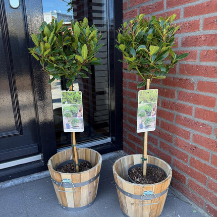 Laurus nobilis Stamm-Pflanze – Immergrüner Lorbeerbaum – Pflegeleicht – Ø19 cm – Höhe ca. 90 cm – Mediterranes Flair für Terrasse & Balkon