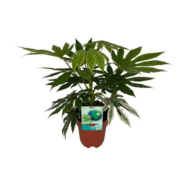 Weiß – Bunte Zimmeraralie Fatsia Japonica Variegata Spiderweb – Zimmerpflanze – Ø19cm ↕60cm – Immergrüne Zierpflanze mit panaschiertem Laub