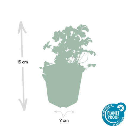Cambridge Storchschnabel – Geranium cantabrigiense 'Biokovo' – ↕10-25cm – Ø9cm – 6 Pflanzen – Weiß – rosa Blüten – Bodendecker – Pflegeleicht