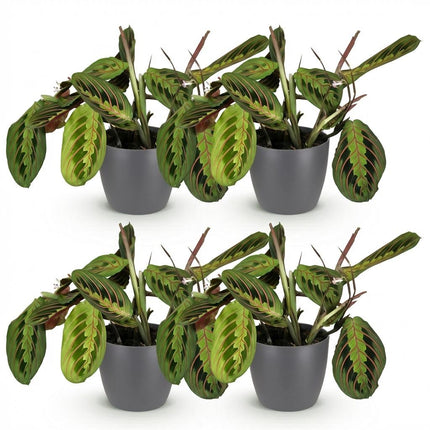 Maranta Fascinator Tricolour Gebetsblatt Pflanze 4er Set mit grauem Topf Ø12cm Höhe 25cm Haustierfreundliche Grünpflanze pflegeleicht für Zimmer &