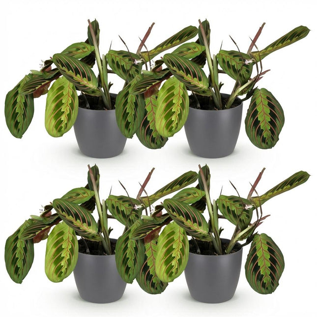 Maranta Fascinator Tricolour Gebetsblatt Pflanze 4er Set mit grauem Topf Ø12cm Höhe 25cm Haustierfreundliche Grünpflanze pflegeleicht für Zimmer &