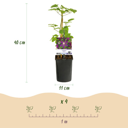 Kletterpflanze Clematis Mikelite – Lila-weiße Blüten – Wenig Pflege – 2 Pflanzen – 11 cm Höhe 40 cm – Für Garten, Terrasse & Pergolen