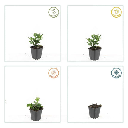 Wild-Aster Aster ageratoides 'Stardust' – ↕10-25cm – Ø9cm – 20 Pflanzen – Weiß-Gelb – Herbstblüher – Bienen- & Schmetterlingsfreundlich