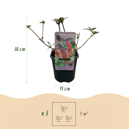 Schmetterlingsbusch Buddleja davidii Flower Power – Orange-Lila Blüten – 3 Pflanzen – 1 m² – Schmetterlingsfreundlich – 17 cm Höhe 30 cm