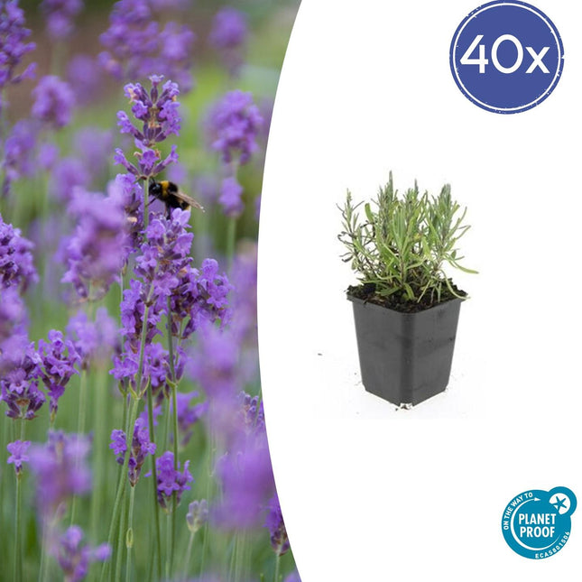 Lavendel Lavandula angustifolia 'Munstead' – ↕10-25cm – Ø9cm – 40 Pflanzen – Kompakter Duft-Lavendel, Tiefviolette Blüten, Bienenfreundlich, Winterhart, Pflegeleicht