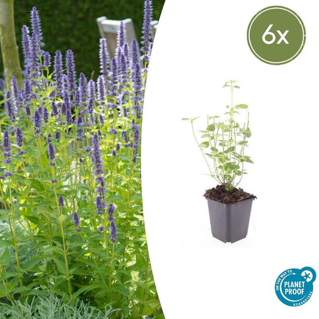 Asiatische Duftnessel Agastache 'Black Adder' – 6 Pflanzen – Staude mit dunkelvioletten Blüten – Ø9cm – Blütezeit Sommer bis Herbst – Bienenfreundlich & pflegeleicht