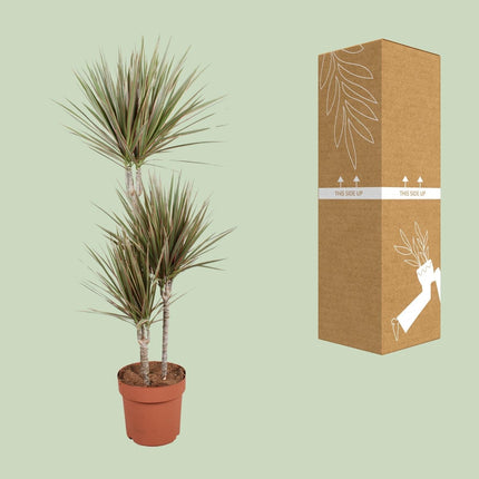 Drachenbaum Dracaena Bicolor Zimmerpflanze Ø21cm – Höhe ca.120cm – zweifarbiges Laub – pflegeleichte Grünpflanze für Wohnung & Büro – ideal bei Halbschatten