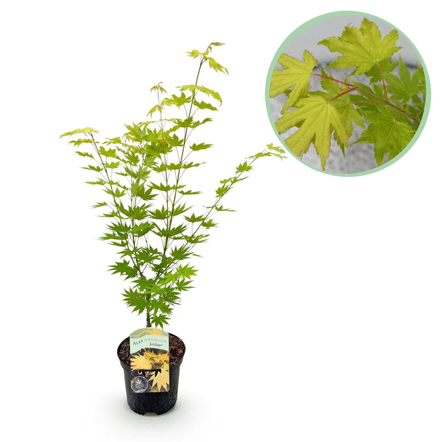 Japanischer Ahorn Acer palmatum 'Jordan' – Gelb – Grün – Balkon – & Gartenpflanze – Ø19cm – Ca. 70cm hoch