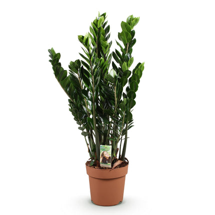 Zamioculcas – ZZ – Pflanze 80-90cm – 21cm – Pflegeleichte robuste Zimmerpflanze – Tiefgrüne glänzende Blätter