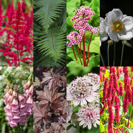 Staudenset „Schatten“ – 24 schattenliebende Stauden für ca. 3 m² – Verschiedene Farben & Blütezeiten – Pflegeleichtes Set für schattige Gartenbereiche – Ø11 cm