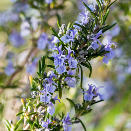 Rosmarin Rosmarinus officinalis – 19cm Höhe ca.90cm – Immergrün & winterhart – Lila Blüte – Aromatische Kräuterpflanze
