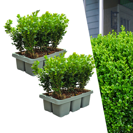Buchsbaum – Buxus NewGen Freedom – 12 Pflanzen – Ø7 cm – ca. 15 cm hoch – winterhart & pilzresistent – ideal für Hecken & Formschnitt